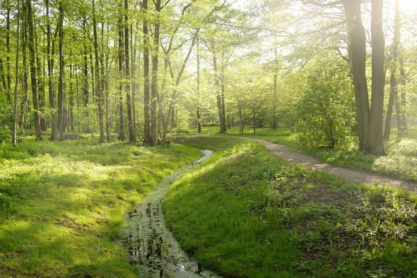 Malá Řeka Potok Zeleném Lesoparku Mocné Stromy Rostliny Atmosférická Letní — Stock fotografie