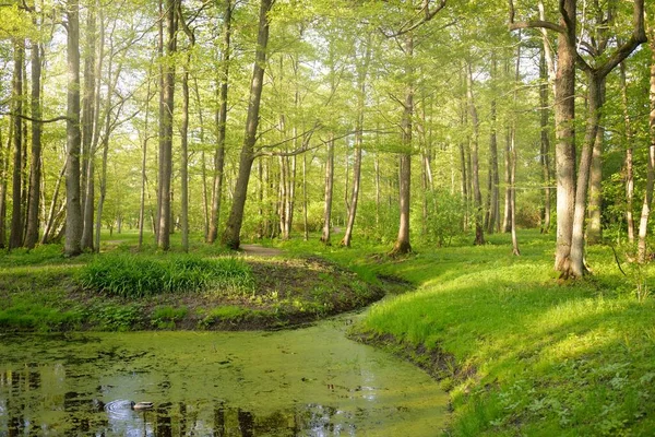 Small River Stream Green Forest Park Mighty Trees Plants Atmospheric — Stock Photo, Image