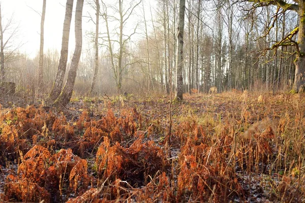 Μαγευτικό Δάσος Μια Πρωινή Ομίχλη Δυνατό Πεύκο Έλατο Σημύδες Ξηρά — Φωτογραφία Αρχείου