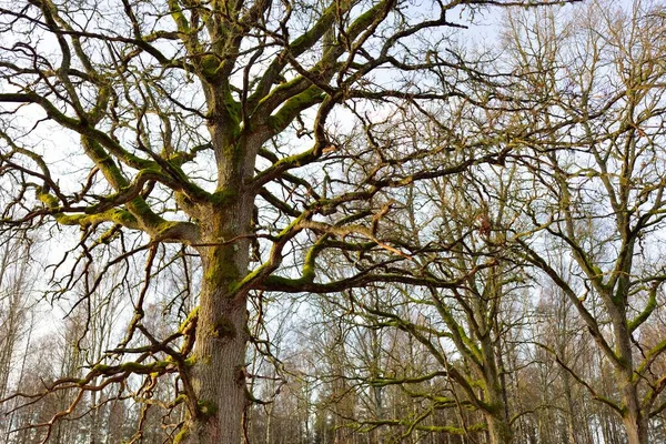 Fenséges Erdő Egy Reggeli Ködben Hatalmas Tölgyfa Száraz Növények Puha — Stock Fotó