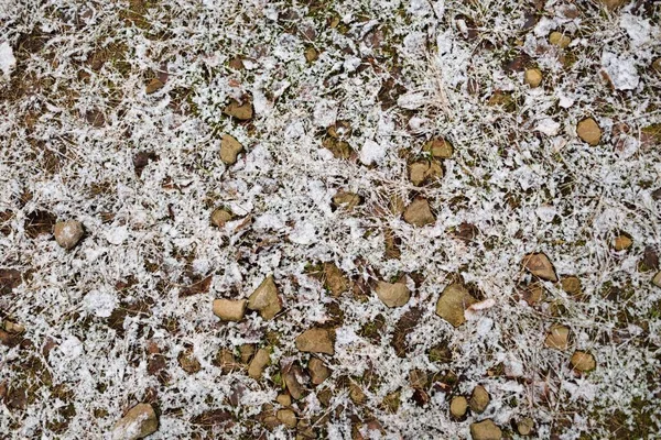 Foglie Secche Autunno Dorate Brune Innevate Cristallo Bianco Gelo Struttura — Foto Stock