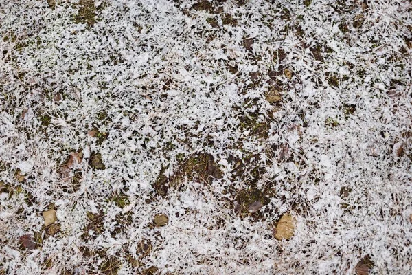 Karla Kaplı Altın Kahverengi Sonbahar Yaprakları Kristal Beyaz Kırağı Doğal — Stok fotoğraf