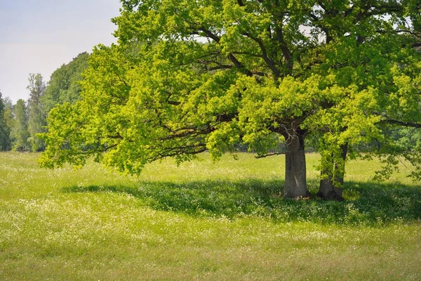 晴朗的日子里的绿色森林公园 穿过高大的橡树的小径 柔和的阳光夏天在欧洲 生态旅游 全景视图 — 图库照片