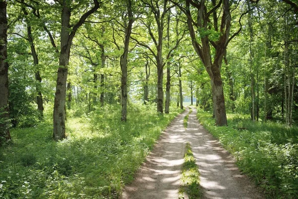 緑の夏の森林公園内のシングルレーン農村道路 落葉樹 柔らかい太陽の光 太陽の光 生態学 エコツーリズム ハイキング サイクリング ノルディックウォーキングのテーマ — ストック写真