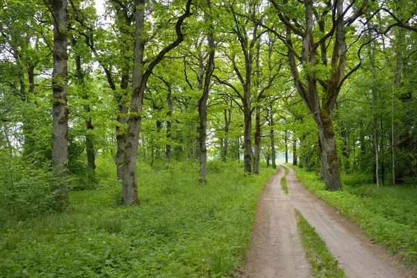 绿色夏季森林公园中的单行车道乡村道路 落叶树 柔和的阳光 生态旅游 骑自行车 北欧步行主题 — 图库照片