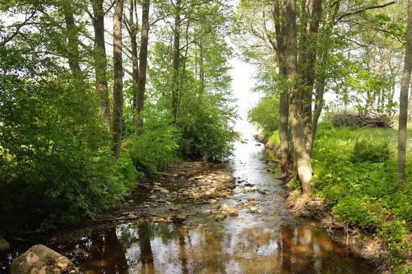 Mała Rzeka Parku Leśnym Potężne Zielone Drzewa Dzikie Kwiaty Rośliny — Zdjęcie stockowe