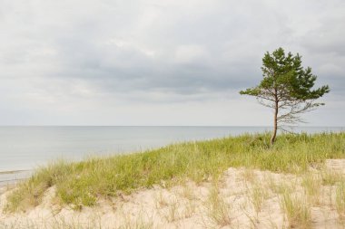 Yağmurdan sonra Baltık kıyıları. Kum tepeleri, kum tepeleri, yalnız ağaçlar. Dramatik günbatımı gökyüzü, parlayan fırtına bulutları, rüzgar. Resimli panoramik manzara. Doğa, çevre, değişken hava, kasırga