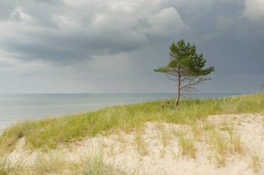 Yağmurdan sonra Baltık kıyıları. Kum tepeleri, kum tepeleri, yalnız ağaçlar. Dramatik günbatımı gökyüzü, parlayan fırtına bulutları, rüzgar. Resimli panoramik manzara. Doğa, çevre, değişken hava, kasırga