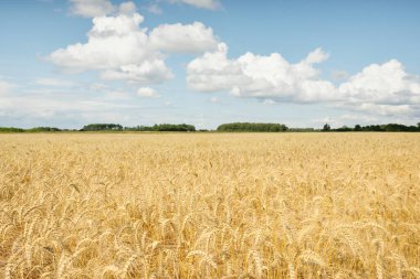 Yağmurdan sonra tarlada sürülen altın bir ülkenin panoramik manzarası. Doğal doku, desen, arka plan. Doğa, ekoloji, çevre koruma, eko-turizm, çiftlik, uzak yerler