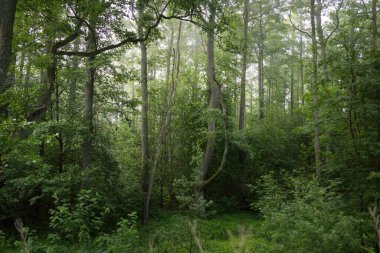 Muhteşem yaz ormanı. Sis, yumuşak güneş ışığı. Güçlü ağaçlar, yeşil yapraklar, bitkiler. Atmosferik rüya gibi bir manzara. Saf doğa, ekoloji, çevre koruma, eko-turizm, yürüyüş
