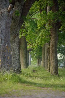 Görkemli yeşil yaz ormanının içinden geçen yol. Sis, yumuşak güneş ışığı. Güçlü ağaçlar, yeşil yapraklar ve bitkiler. Atmosferik rüya gibi bir manzara. Saf doğa, ekoloji, eko-turizm, yürüyüş, kuzey yürüyüşü.