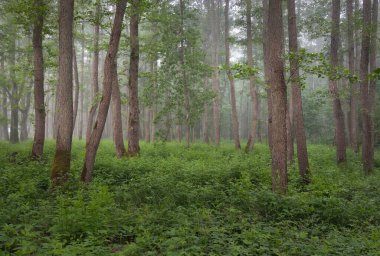 Muhteşem yaz ormanı. Sis, yumuşak güneş ışığı. Güçlü ağaçlar, yeşil yapraklar, bitkiler. Atmosferik rüya gibi bir manzara. Saf doğa, ekoloji, çevre koruma, eko-turizm, yürüyüş