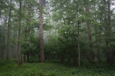 Muhteşem yaz ormanı. Sis, yumuşak güneş ışığı. Güçlü ağaçlar, yeşil yapraklar, bitkiler. Atmosferik rüya gibi bir manzara. Saf doğa, ekoloji, çevre koruma, eko-turizm, yürüyüş