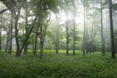 Muhteşem yaz ormanı. Sis, yumuşak güneş ışığı. Güçlü ağaçlar, yeşil yapraklar, bitkiler. Atmosferik rüya gibi bir manzara. Saf doğa, ekoloji, çevre koruma, eko-turizm, yürüyüş