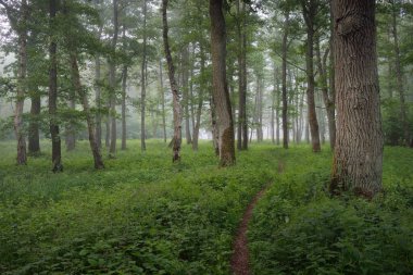 Muhteşem yaz ormanı. Sis, yumuşak güneş ışığı. Güçlü ağaçlar, yeşil yapraklar, bitkiler. Atmosferik rüya gibi bir manzara. Saf doğa, ekoloji, çevre koruma, eko-turizm, yürüyüş