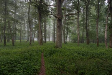 Görkemli yeşil yaz ormanının içinden geçen yol. Sis, yumuşak güneş ışığı. Güçlü ağaçlar, yeşil yapraklar ve bitkiler. Atmosferik rüya gibi bir manzara. Saf doğa, ekoloji, eko-turizm, yürüyüş, kuzey yürüyüşü.