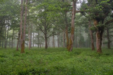 Muhteşem yaz ormanı. Sis, yumuşak güneş ışığı. Güçlü ağaçlar, yeşil yapraklar, bitkiler. Atmosferik rüya gibi bir manzara. Saf doğa, ekoloji, çevre koruma, eko-turizm, yürüyüş