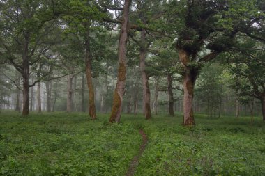Görkemli yeşil yaz ormanının içinden geçen yol. Sis, yumuşak güneş ışığı. Güçlü ağaçlar, yeşil yapraklar ve bitkiler. Atmosferik rüya gibi bir manzara. Saf doğa, ekoloji, eko-turizm, yürüyüş, kuzey yürüyüşü.