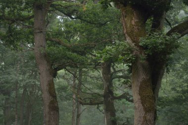 Muhteşem yaz ormanı. Sis, yumuşak güneş ışığı. Güçlü ağaçlar, yeşil yapraklar, bitkiler. Atmosferik rüya gibi bir manzara. Saf doğa, ekoloji, çevre koruma, eko-turizm, yürüyüş