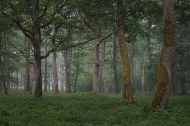 Görkemli yeşil yaz ormanının içinden geçen yol. Sis, yumuşak güneş ışığı. Güçlü ağaçlar, yeşil yapraklar ve bitkiler. Atmosferik rüya gibi bir manzara. Saf doğa, ekoloji, eko-turizm, yürüyüş, kuzey yürüyüşü.