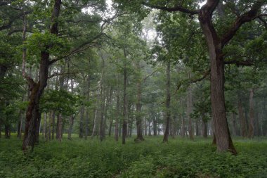 Muhteşem yaz ormanı. Sis, yumuşak güneş ışığı. Güçlü ağaçlar, yeşil yapraklar, bitkiler. Atmosferik rüya gibi bir manzara. Saf doğa, ekoloji, çevre koruma, eko-turizm, yürüyüş