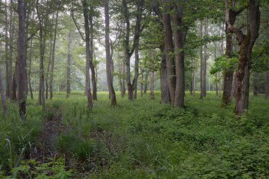Muhteşem yaz ormanı. Sis, yumuşak güneş ışığı. Güçlü ağaçlar, yeşil yapraklar, bitkiler. Atmosferik rüya gibi bir manzara. Saf doğa, ekoloji, çevre koruma, eko-turizm, yürüyüş