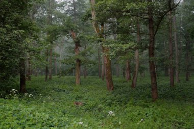 Muhteşem yaz ormanı. Sis, yumuşak güneş ışığı. Güçlü ağaçlar, yeşil yapraklar, bitkiler. Atmosferik rüya gibi bir manzara. Saf doğa, ekoloji, çevre koruma, eko-turizm, yürüyüş
