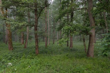 Muhteşem yaz ormanı. Sis, yumuşak güneş ışığı. Güçlü ağaçlar, yeşil yapraklar, bitkiler. Atmosferik rüya gibi bir manzara. Saf doğa, ekoloji, çevre koruma, eko-turizm, yürüyüş