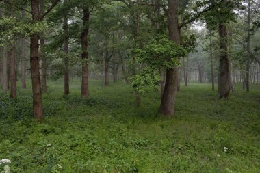 Muhteşem yaz ormanı. Sis, yumuşak güneş ışığı. Güçlü ağaçlar, yeşil yapraklar, bitkiler. Atmosferik rüya gibi bir manzara. Saf doğa, ekoloji, çevre koruma, eko-turizm, yürüyüş