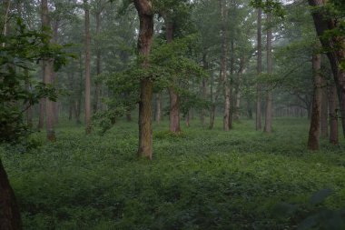 Muhteşem yaz ormanı. Sis, yumuşak güneş ışığı. Güçlü ağaçlar, yeşil yapraklar, bitkiler. Atmosferik rüya gibi bir manzara. Saf doğa, ekoloji, çevre koruma, eko-turizm, yürüyüş