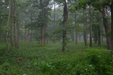 Muhteşem yaz ormanı. Sis, yumuşak güneş ışığı. Güçlü ağaçlar, yeşil yapraklar, bitkiler. Atmosferik rüya gibi bir manzara. Saf doğa, ekoloji, çevre koruma, eko-turizm, yürüyüş