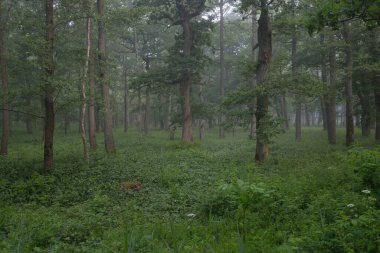 Muhteşem yaz ormanı. Sis, yumuşak güneş ışığı. Güçlü ağaçlar, yeşil yapraklar, bitkiler. Atmosferik rüya gibi bir manzara. Saf doğa, ekoloji, çevre koruma, eko-turizm, yürüyüş