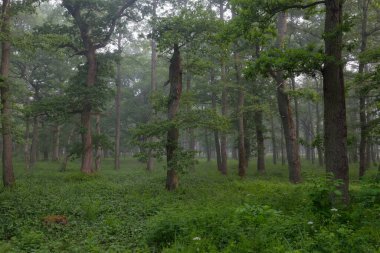 Muhteşem yaz ormanı. Sis, yumuşak güneş ışığı. Güçlü ağaçlar, yeşil yapraklar, bitkiler. Atmosferik rüya gibi bir manzara. Saf doğa, ekoloji, çevre koruma, eko-turizm, yürüyüş