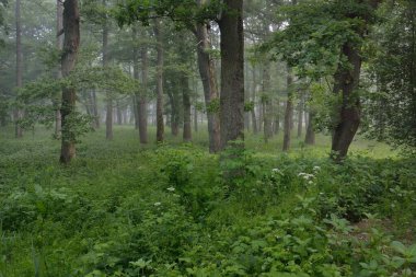 Muhteşem yaz ormanı. Sis, yumuşak güneş ışığı. Güçlü ağaçlar, yeşil yapraklar, bitkiler. Atmosferik rüya gibi bir manzara. Saf doğa, ekoloji, çevre koruma, eko-turizm, yürüyüş