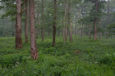 Muhteşem yaz ormanı. Sis, yumuşak güneş ışığı. Güçlü ağaçlar, yeşil yapraklar, bitkiler. Atmosferik rüya gibi bir manzara. Saf doğa, ekoloji, çevre koruma, eko-turizm, yürüyüş