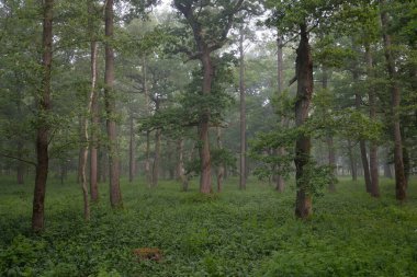 Muhteşem yaz ormanı. Sis, yumuşak güneş ışığı. Güçlü ağaçlar, yeşil yapraklar, bitkiler. Atmosferik rüya gibi bir manzara. Saf doğa, ekoloji, çevre koruma, eko-turizm, yürüyüş