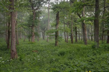 Muhteşem yaz ormanı. Sis, yumuşak güneş ışığı. Güçlü ağaçlar, yeşil yapraklar, bitkiler. Atmosferik rüya gibi bir manzara. Saf doğa, ekoloji, çevre koruma, eko-turizm, yürüyüş