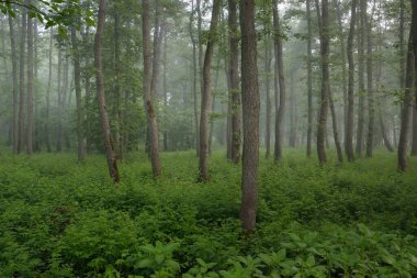 Muhteşem yaz ormanı. Sis, yumuşak güneş ışığı. Güçlü ağaçlar, yeşil yapraklar, bitkiler. Atmosferik rüya gibi bir manzara. Saf doğa, ekoloji, çevre koruma, eko-turizm, yürüyüş