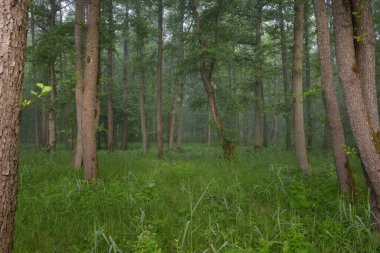 Muhteşem yaz ormanı. Sis, yumuşak güneş ışığı. Güçlü ağaçlar, yeşil yapraklar, bitkiler. Atmosferik rüya gibi bir manzara. Saf doğa, ekoloji, çevre koruma, eko-turizm, yürüyüş