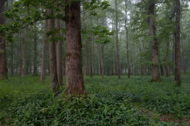 Muhteşem yaz ormanı. Sis, yumuşak güneş ışığı. Güçlü ağaçlar, yeşil yapraklar, bitkiler. Atmosferik rüya gibi bir manzara. Saf doğa, ekoloji, çevre koruma, eko-turizm, yürüyüş
