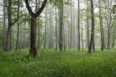 Muhteşem yaz ormanı. Sis, yumuşak güneş ışığı. Güçlü ağaçlar, yeşil yapraklar, bitkiler. Atmosferik rüya gibi bir manzara. Saf doğa, ekoloji, çevre koruma, eko-turizm, yürüyüş