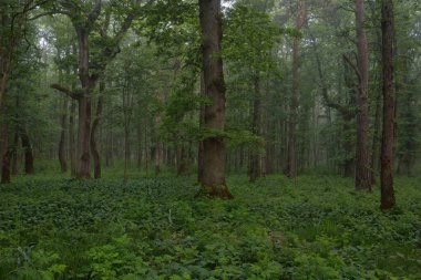 Muhteşem yaz ormanı. Sis, yumuşak güneş ışığı. Güçlü ağaçlar, yeşil yapraklar, bitkiler. Atmosferik rüya gibi bir manzara. Saf doğa, ekoloji, çevre koruma, eko-turizm, yürüyüş