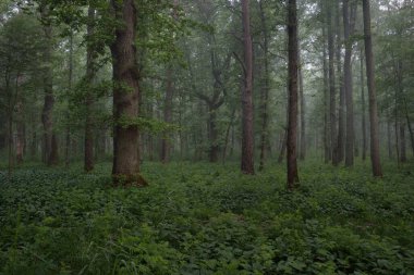 Muhteşem yaz ormanı. Sis, yumuşak güneş ışığı. Güçlü ağaçlar, yeşil yapraklar, bitkiler. Atmosferik rüya gibi bir manzara. Saf doğa, ekoloji, çevre koruma, eko-turizm, yürüyüş