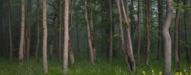 Görkemli yeşil yaz ormanı. Sis, yumuşak güneş ışığı. Güçlü ağaçlar, kır çiçekleri, bitkiler. Atmosferik rüya gibi bir manzara. Doğa, ekoloji, eko-turizm, yürüyüş, kuzey yürüyüşü. Panoramik görünüm