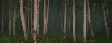 Görkemli yeşil yaz ormanı. Sis, yumuşak güneş ışığı. Güçlü ağaçlar, bitkiler. Atmosferik rüya gibi bir manzara. Saf doğa, ekoloji, eko-turizm, yürüyüş, kuzey yürüyüşü. Panoramik görünüm
