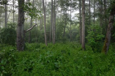 Muhteşem yaz ormanı. Sis, yumuşak güneş ışığı. Güçlü ağaçlar, yeşil yapraklar, bitkiler. Atmosferik rüya gibi bir manzara. Saf doğa, ekoloji, çevre koruma, eko-turizm, yürüyüş
