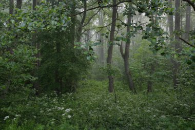 Muhteşem yaz ormanı. Sis, yumuşak güneş ışığı. Güçlü ağaçlar, yeşil yapraklar, bitkiler. Atmosferik rüya gibi bir manzara. Saf doğa, ekoloji, çevre koruma, eko-turizm, yürüyüş