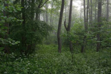 Muhteşem yaz ormanı. Sis, yumuşak güneş ışığı. Güçlü ağaçlar, yeşil yapraklar, bitkiler. Atmosferik rüya gibi bir manzara. Saf doğa, ekoloji, çevre koruma, eko-turizm, yürüyüş