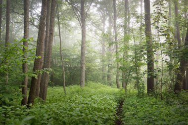 Görkemli yeşil yaz ormanının içinden geçen yol. Sis, yumuşak güneş ışığı. Güçlü ağaçlar, yeşil yapraklar ve bitkiler. Atmosferik rüya gibi bir manzara. Saf doğa, ekoloji, eko-turizm, yürüyüş, kuzey yürüyüşü.