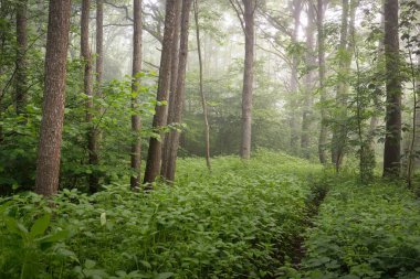 Görkemli yeşil yaz ormanının içinden geçen yol. Sis, yumuşak güneş ışığı. Güçlü ağaçlar, yeşil yapraklar ve bitkiler. Atmosferik rüya gibi bir manzara. Saf doğa, ekoloji, eko-turizm, yürüyüş, kuzey yürüyüşü.